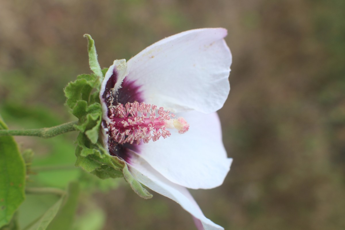 Hibiscus platanifolius (Willd.) Sweet